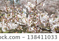 櫻桃樹 138411033