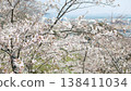 櫻桃樹 138411034
