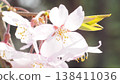 櫻桃樹 138411036