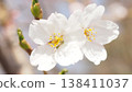 櫻桃樹 138411037