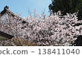 櫻桃樹 138411040