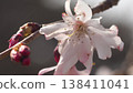 櫻桃樹 138411041