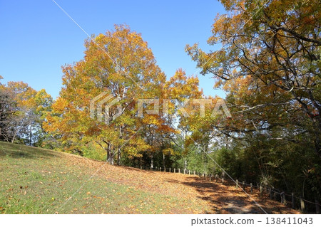 Autumn park, yellowing leaves, oak trees Autumn park, yellowing leaves, oak trees 138411043