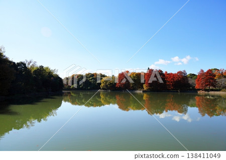 Autumn park: Vibrant autumn leaves, bald cypress trees 138411049