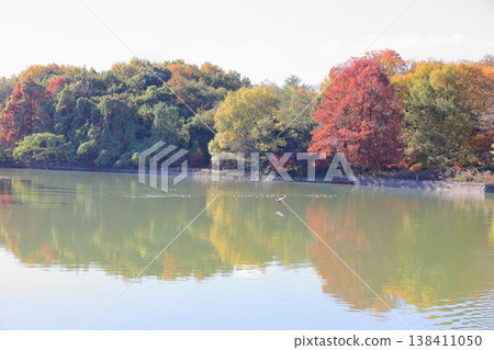 Autumn park: Vibrant autumn leaves, bald cypress trees 138411050