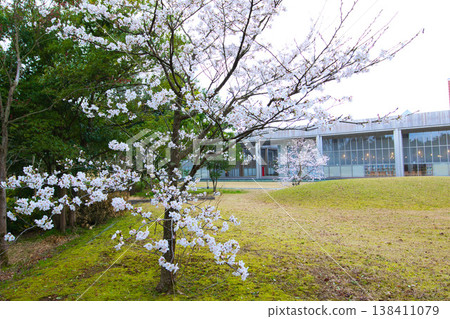 Flowers around the library in spring Flowers around the library in spring 138411079