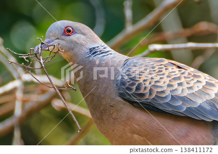 A close-up of a turtle dove holding a twig for nesting material in its beak. A close-up of a turtle dove holding a twig for nesting material in its beak. 138411172