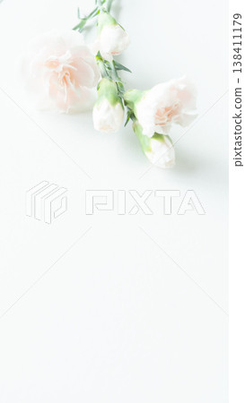 Carnation background, pale pink, white background, copy space Carnation background, pale pink, white background, copy space 138411179