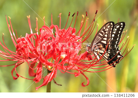 燕尾 (swallowtail) 吸吮簇孤挺花 138411206