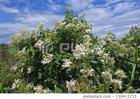 Panicled hydrangea (Tsurui Village, Hokkaido) Panicled hydrangea (Tsurui Village, Hokkaido) 138411255