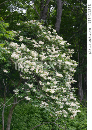 Japanese tree lilac (Shiretoko, Hokkaido) Japanese tree lilac (Shiretoko, Hokkaido) 138411258