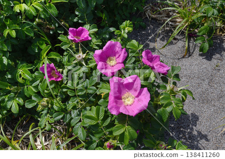 Hamanasu (Koshimizu Town, Hokkaido) Hamanasu (Koshimizu Town, Hokkaido) 138411260