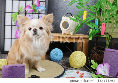 Image of Japanese summer accessories and a Chihuahua 138411268