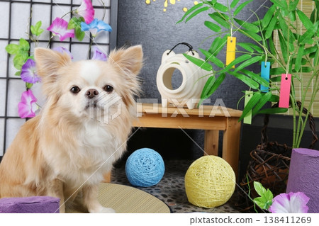 A cute Japanese-style scene featuring summer accessories and a Chihuahua. A cute Japanese-style scene featuring summer accessories and a Chihuahua. 138411269