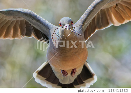 A close-up of a turtle dove carrying nesting material. 138411283