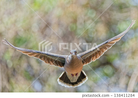 In spring, Oriental turtle doves fly through the mountains to gather nesting materials. 138411284