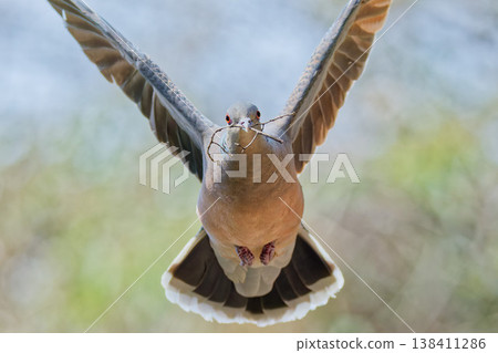A close-up of a turtle dove flying with nesting material in its beak. A close-up of a turtle dove flying with nesting material in its beak. 138411286
