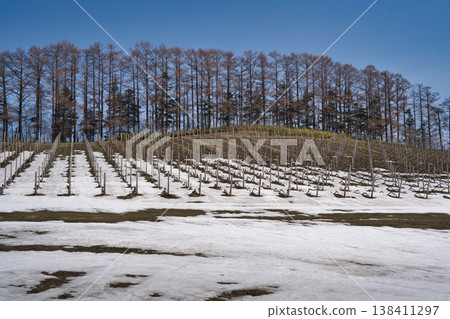 雪融葡萄園與落葉松林 雪融葡萄園與落葉松林 138411297