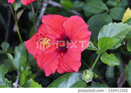 木槿(Hibiscus rosa-sinensis)(沖繩縣石垣島) 木槿(Hibiscus rosa-sinensis)(沖繩縣石垣島) 138411302