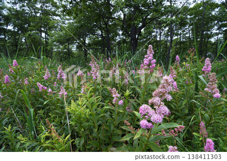 A colony of Spiraea salicifolia (Kushiro Marsh, Hokkaido) A colony of Spiraea salicifolia (Kushiro Marsh, Hokkaido) 138411303