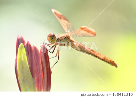 Sympetrum pedemone (雌性) 棲息在孤挺花簇芽上 Sympetrum pedemone (雌性) 棲息在孤挺花簇芽上 138411310