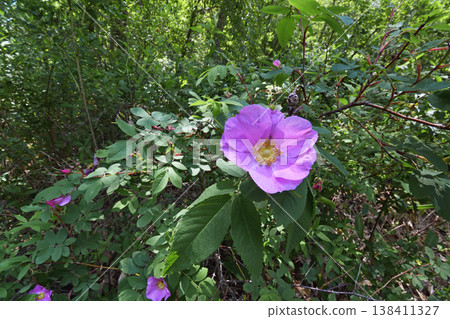 Rosa amblyotis (Tsurui Village, Hokkaido) 138411327
