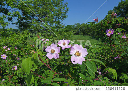 Rosa amblyotis (Tsurui Village, Hokkaido) Rosa amblyotis (Tsurui Village, Hokkaido) 138411328