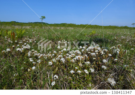 一叢小葉杜鵑（產於北海道釧路沼澤） 138411347