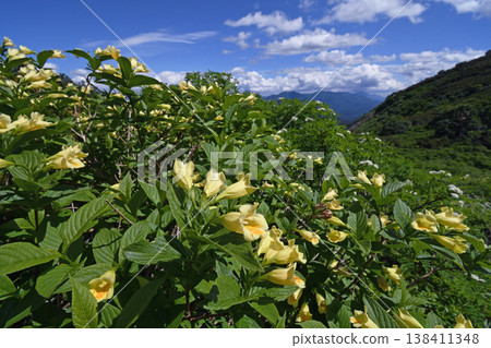 Weigela middendorf（北海道大雪山） 138411348