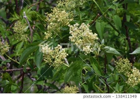 Ezo elderflower (Tsurui Village, Hokkaido) Ezo elderflower (Tsurui Village, Hokkaido) 138411349