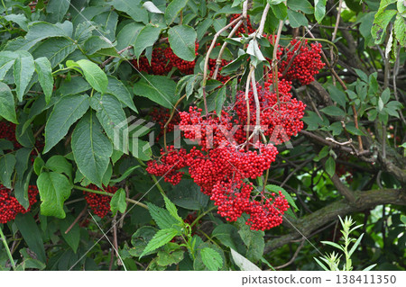 Elderberry (Sambucus gracilis) berries (Tsurui Village, Hokkaido) 138411350