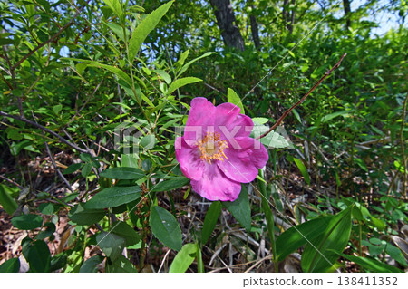 中華薔薇（北海道鶴井村） 138411352