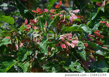 Acer ginnala水果(北海道鶴井村) Acer ginnala水果(北海道鶴井村) 138411354