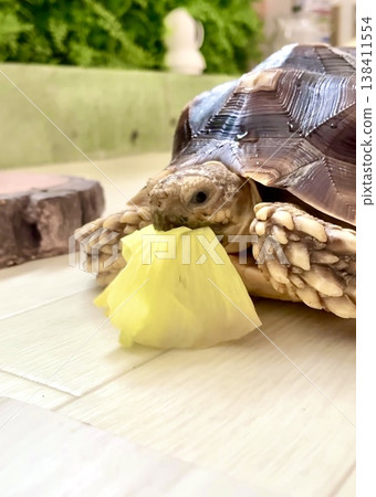 A sulcata tortoise gnawing on a pineapple A sulcata tortoise gnawing on a pineapple 138411554
