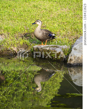 Pride reflected in the water's surface. Ducks resting on the verdant shore. Pride reflected in the water's surface. Ducks resting on the verdant shore. 138411623