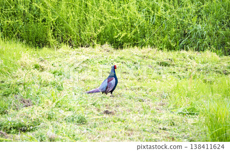 The star of the grasslands. The pheasant, Japan's national bird, stands majestically amidst the fresh greenery. The star of the grasslands. The pheasant, Japan's national bird, stands majestically amidst the fresh greenery. 138411624