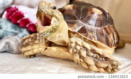 A sulcata tortoise yawning loudly A sulcata tortoise yawning loudly 138411823