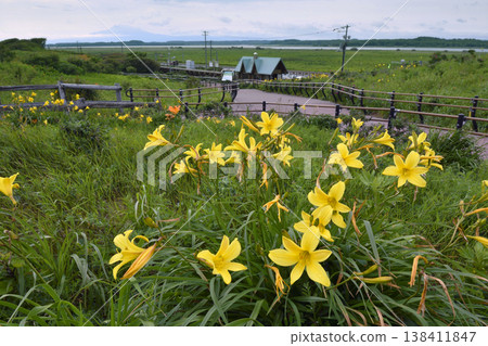 蝦夷黃花菜叢和源生花園站(北海道小清水町) 蝦夷黃花菜叢和源生花園站(北海道小清水町) 138411847
