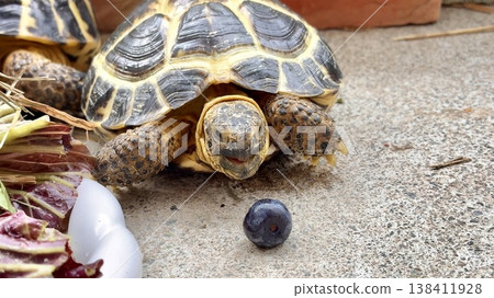 A Russian tortoise notices a blueberry. 138411928