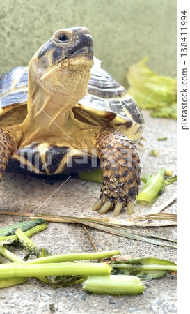 The Russian tortoise is curious about the top 138411994