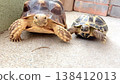 A Russian tortoise and a African spurred tortoise walking side by side. 138412013