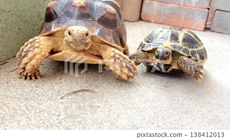 A Russian tortoise and a African spurred tortoise walking side by side. A Russian tortoise and a African spurred tortoise walking side by side. 138412013