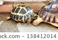 A Russian tortoise hiding behind the rear end of a African spurred tortoise. 138412014