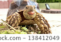 A sulcata tortoise sticking out its pink tongue 138412049