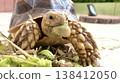 A sulcata tortoise eating buna shimeji mushrooms. 138412050