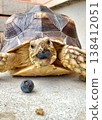 African spurred tortoise eating blueberries 138412051