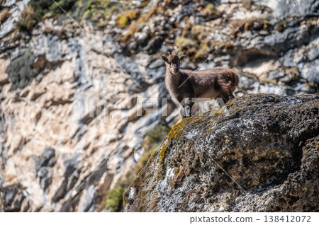 The Himalayan tahr living in the nature on the way to Everest base camp, Nepal. Himalayan tahr are large goat-like animals, native to the central Himalayan ranges of India and Nepal. 138412072