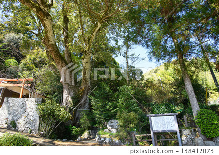 Hikisaku Great Camphor Tree, Natural Monument, Mie Prefecture 138412073