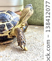 A Russian tortoise is curious about what's in the distance. 138412077