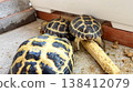 A Russian tortoise climbing onto a corn cob. 138412079